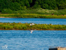 Herring Gull - Mewa Srebrzysta